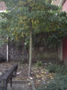 Magdalen Street Wall - elevations