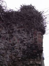 St Augustine's Wall - Details