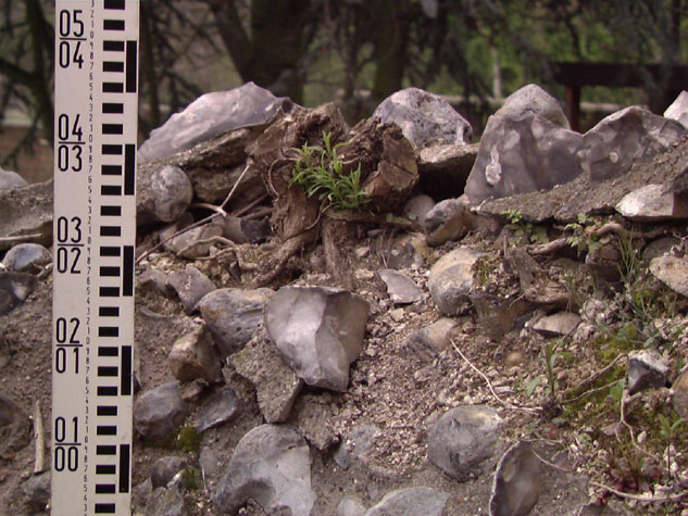Shrub on top of wall