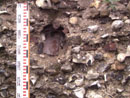 Barn Road Wall - Details