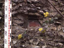 Barn Road Wall - Details