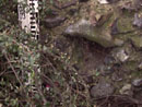 Barn Road Wall - Details