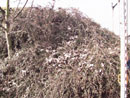 Barn Road Wall - Elevation