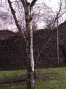 City Wall Survey