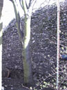 City Wall Survey
