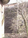 City Wall Survey