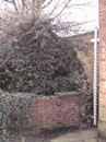 City Wall Survey