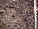 City Wall Survey