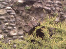 City Wall Survey