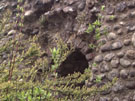 City Wall Survey