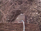 City Wall Survey