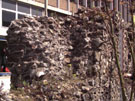 City Wall Survey