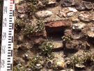 City Wall Survey