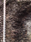 City Wall Survey