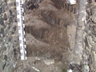City Wall Survey