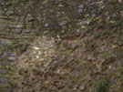 City Wall Survey