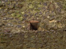 City Wall Survey