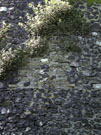 City Wall Survey