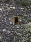 City Wall Survey
