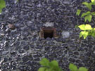 City Wall Survey