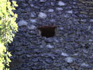 City Wall Survey