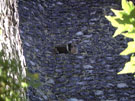 City Wall Survey