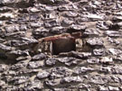City Wall Survey