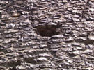 City Wall Survey