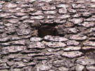 City Wall Survey