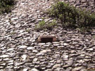 City Wall Survey