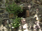 City Walls Survey