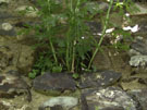 City Walls Survey