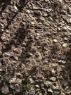 City Walls Survey