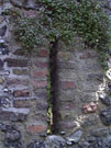 City Walls Survey