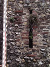 City Wall Survey
