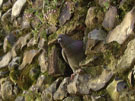 City Wall Survey