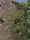 City Wall Survey