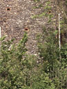 City Wall Survey