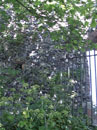 City Wall Survey