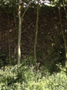 City Wall Survey