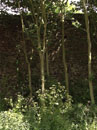 City Wall Survey