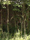 City Wall Survey