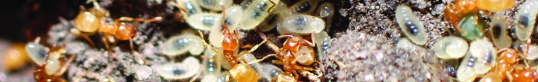 Mousehold ant life banner