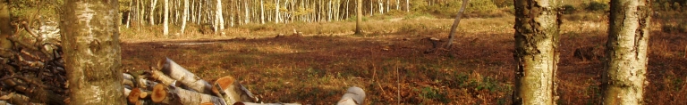 Mousehold birch wood banner