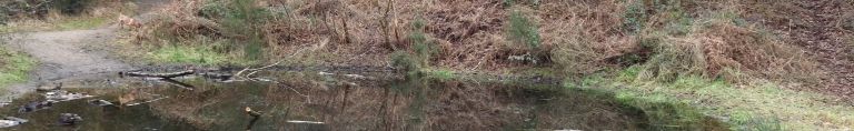 Mousehold pond life banner