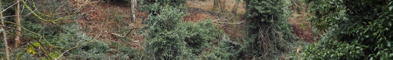 Mousehold scrub banner
