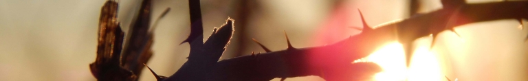 Biodiversity brambles header