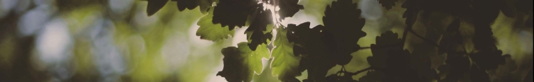 Biodiversity oak wood banner