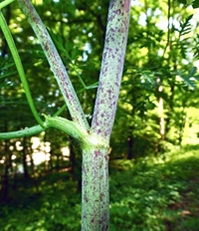 Hemlock stem