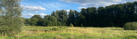 Bowthorpe Marsh